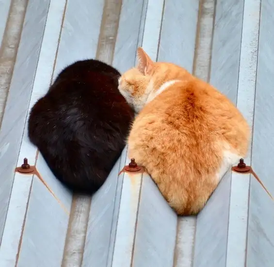 kedi (13).webp
