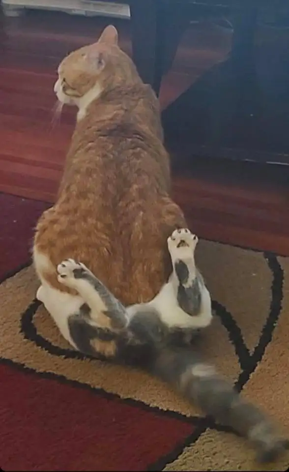 kedi (14).webp
