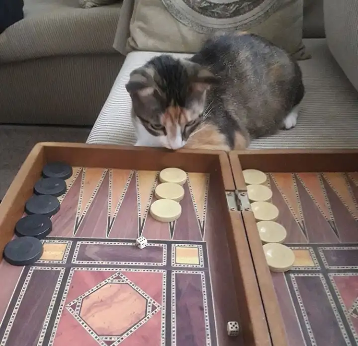 kedi (15).webp