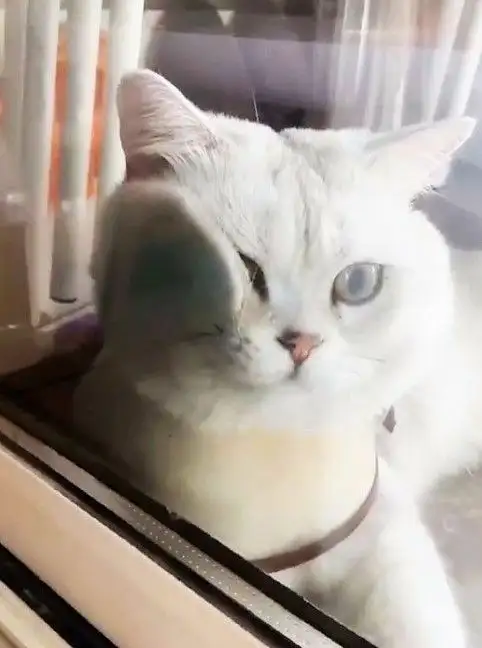 kedi (19).webp