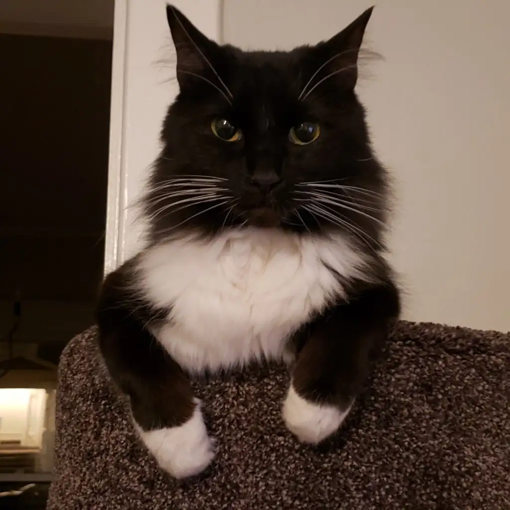 kedi (2).webp