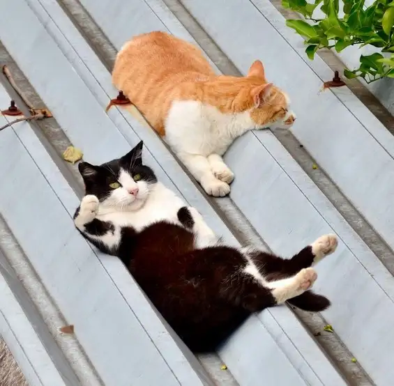 kedi (2).webp