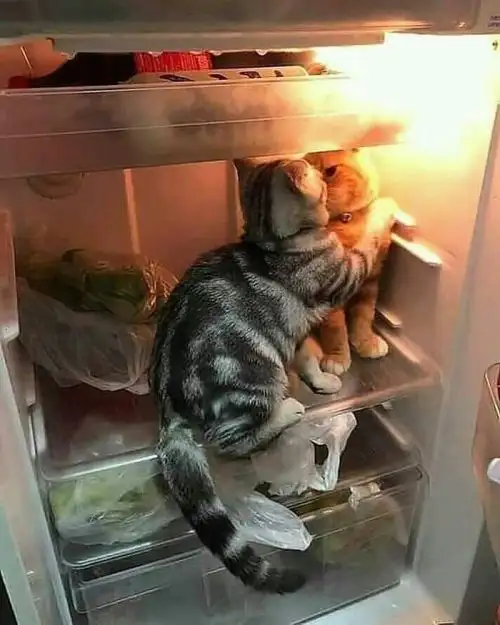 kedi (20).webp