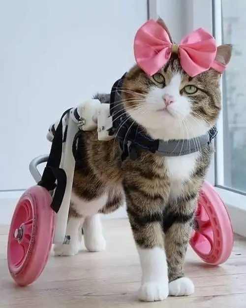 kedi (3).webp