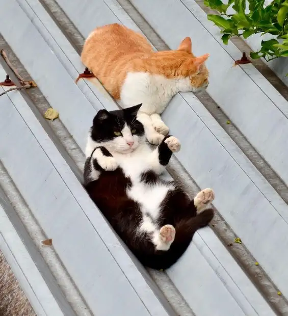 kedi (3).webp