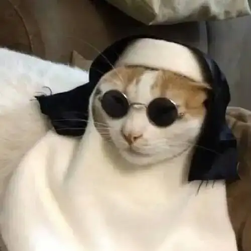 kedi (4).webp