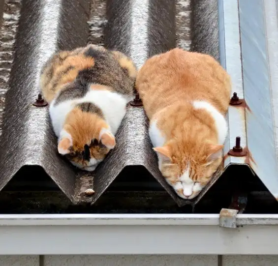 kedi (5).webp