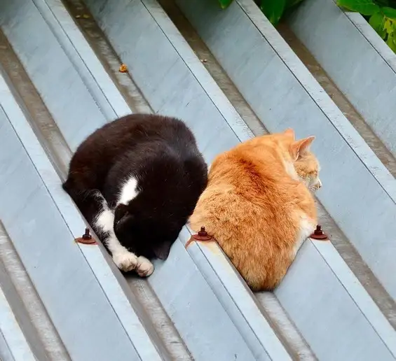 kedi (6).webp