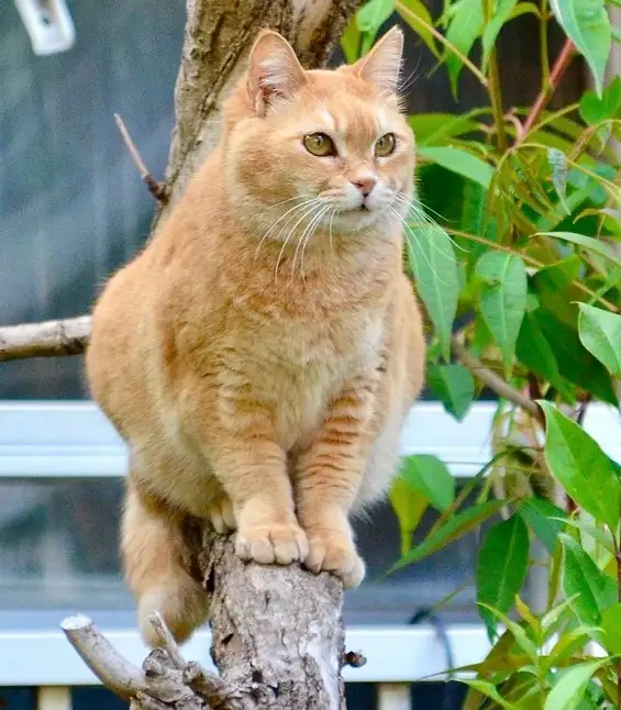 kedi (8).webp
