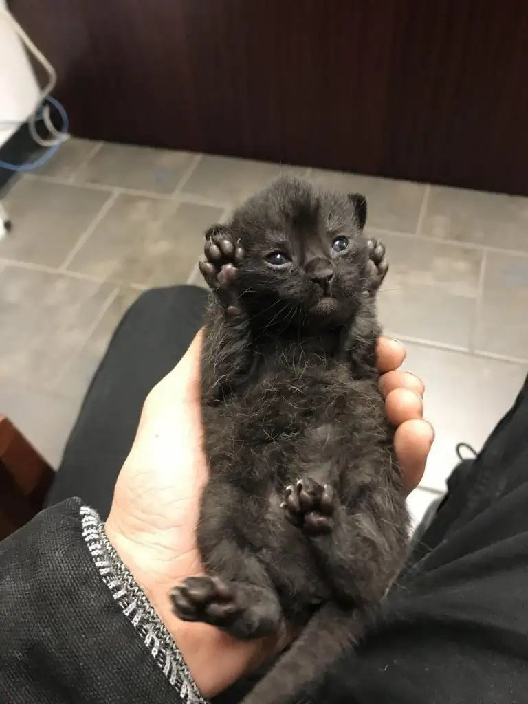 kedi (9).webp