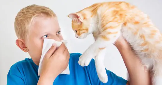 kedi-alerjisi.webp