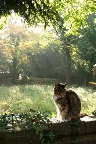kedi bahar (1).webp