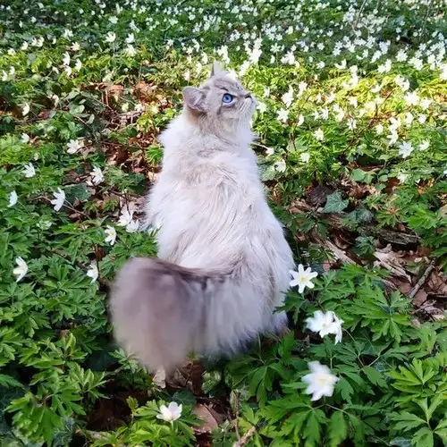 kedi bahar (10).webp