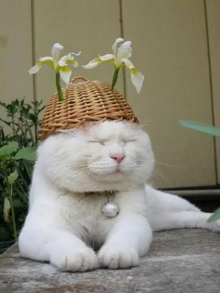 kedi bahar (13).webp