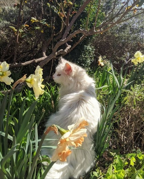 kedi bahar (15).jpg