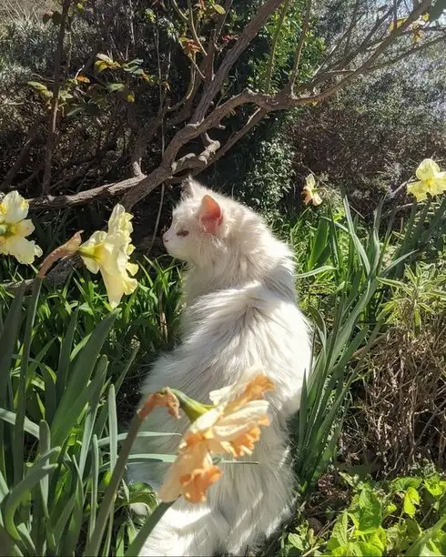 kedi bahar (15).webp