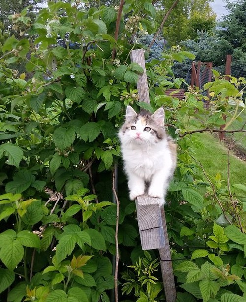 kedi bahar (16).jpg