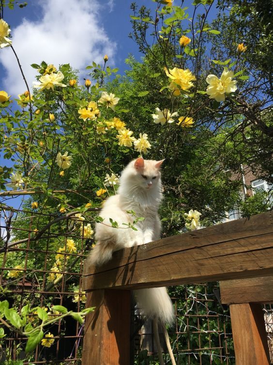 kedi bahar (17).jpg