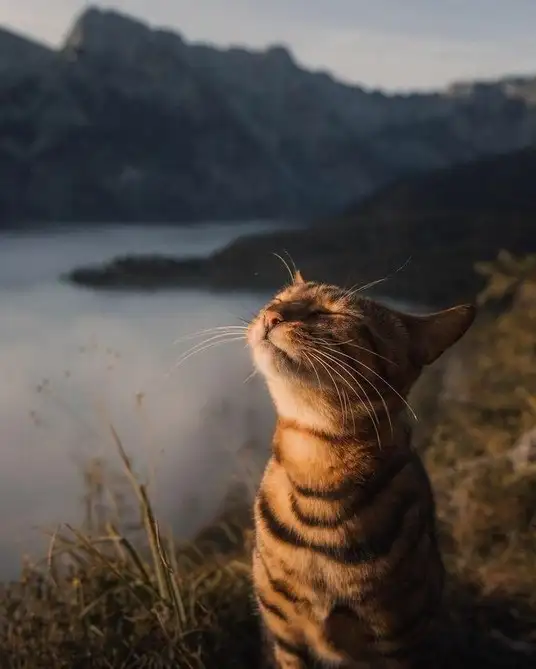 kedi bahar (18).webp