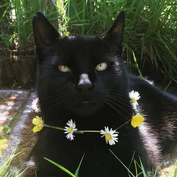 kedi bahar (19).webp