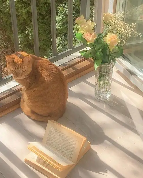 kedi bahar (2).webp