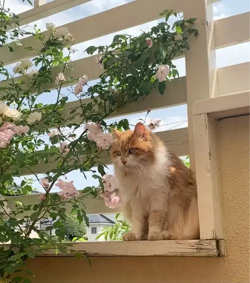 kedi bahar (3).webp