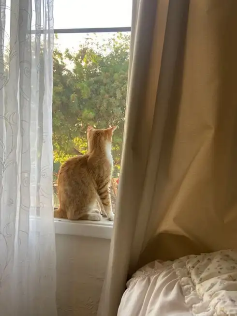 kedi bahar (4).webp