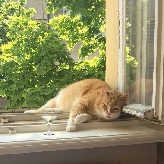 kedi bahar (5).webp