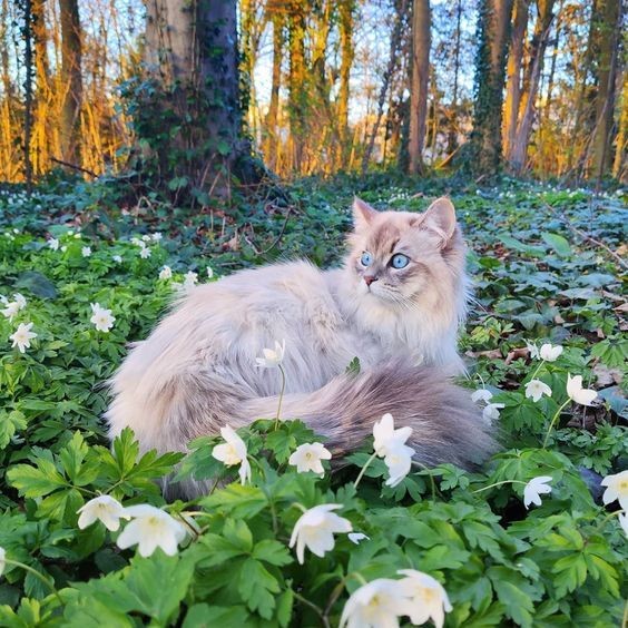 kedi bahar (7).jpg