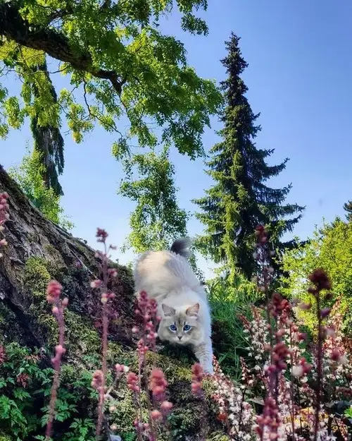 kedi bahar (9).webp