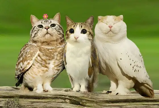 kedi-baykus-komik (1).webp