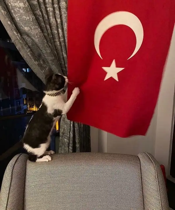 kedi bayrak (1).webp