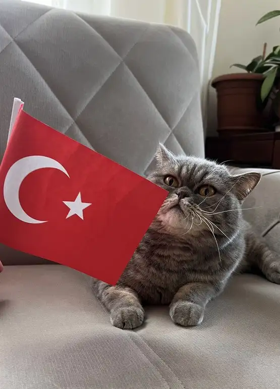 kedi bayrak (10).webp