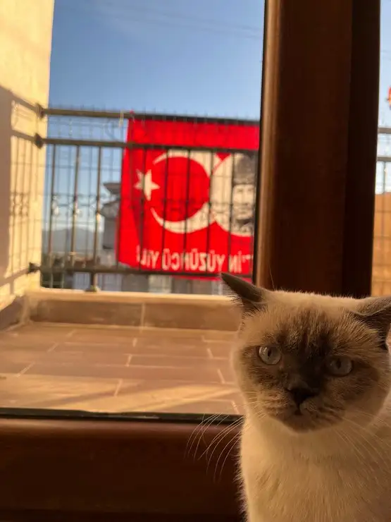 kedi bayrak (12).webp