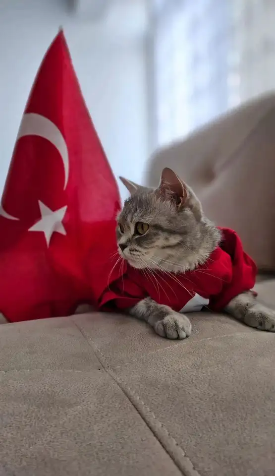 kedi bayrak (14).webp