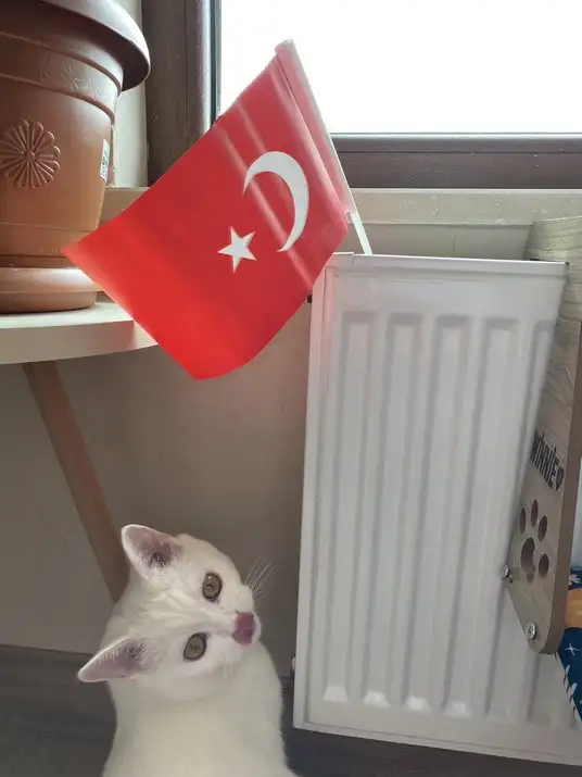 kedi bayrak (15).webp