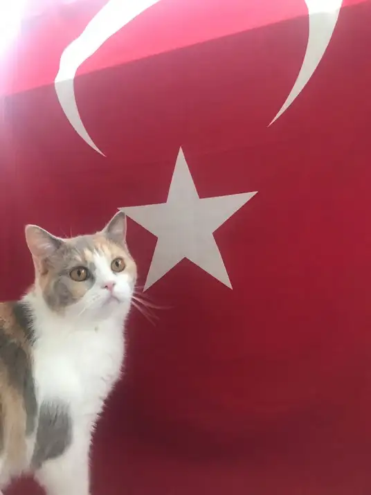 kedi bayrak (17).webp