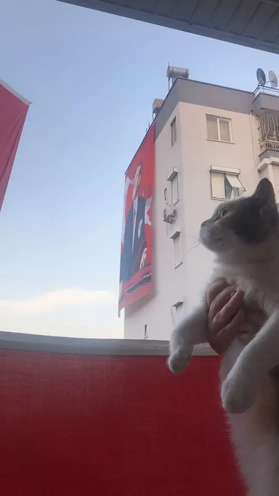 kedi bayrak (18).webp