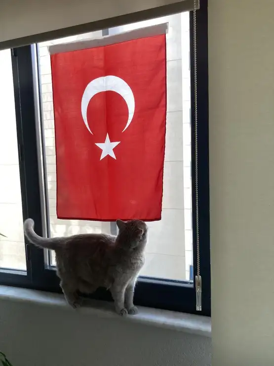 kedi bayrak (19).webp