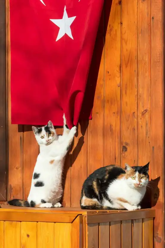 kedi bayrak (2).webp
