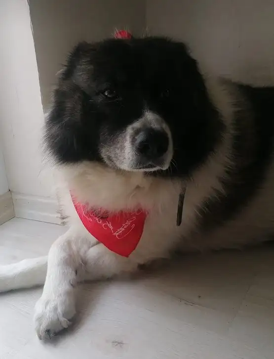 kedi bayrak (20).webp