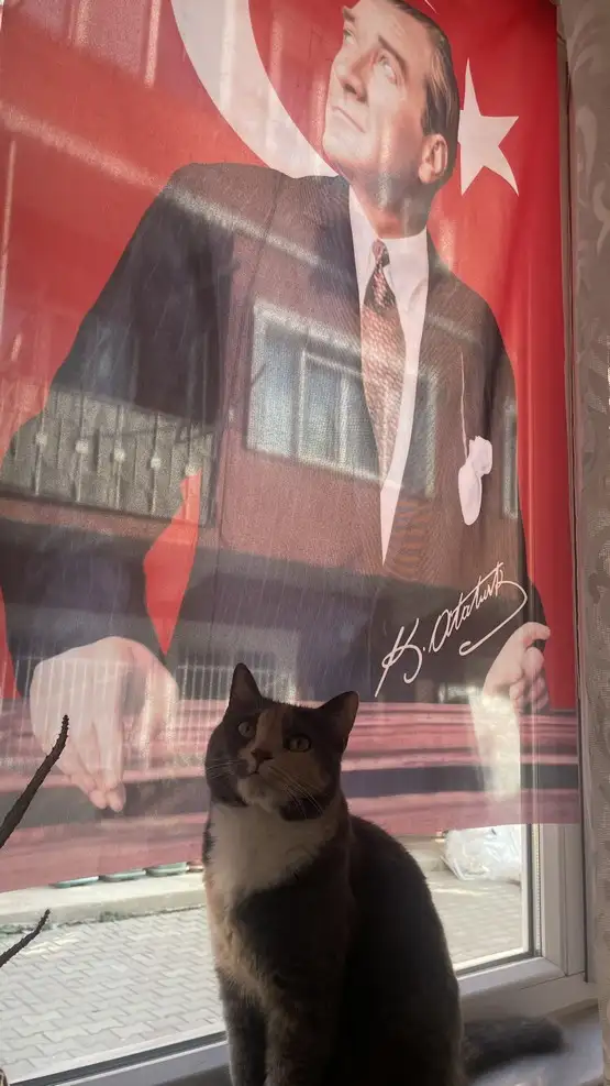 kedi bayrak (21).webp