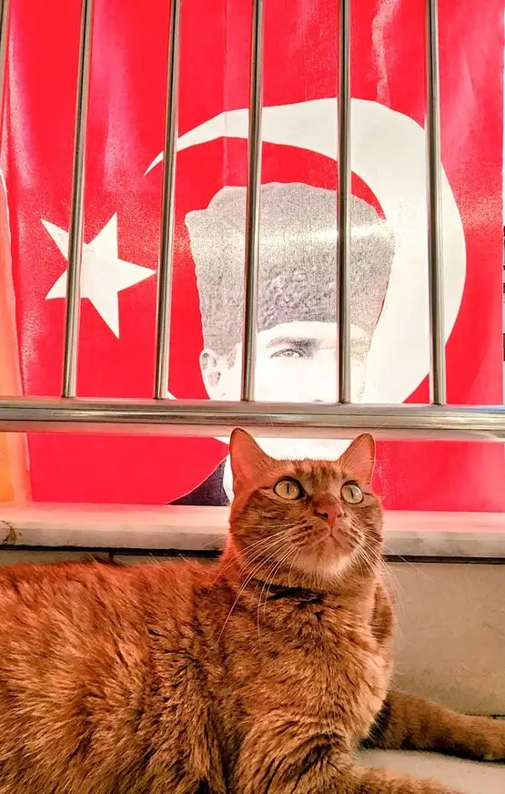 kedi bayrak (22).webp