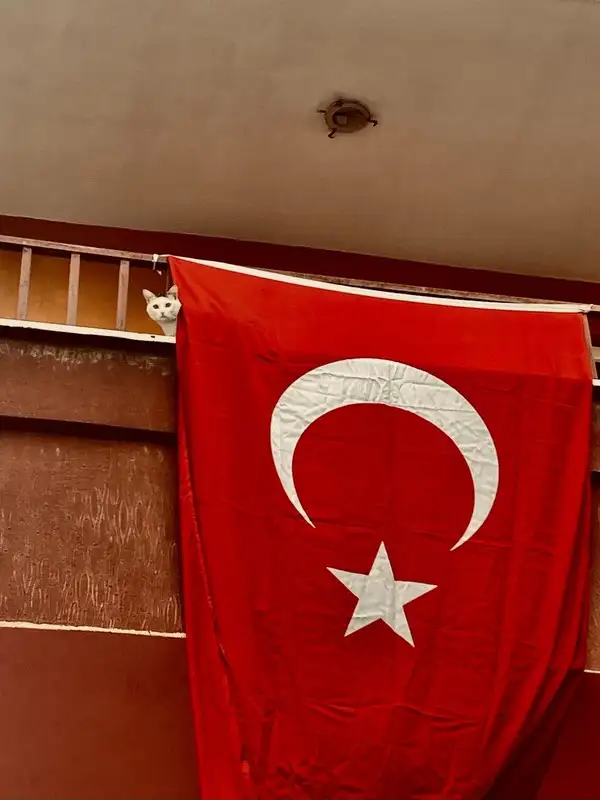 kedi bayrak (23).webp