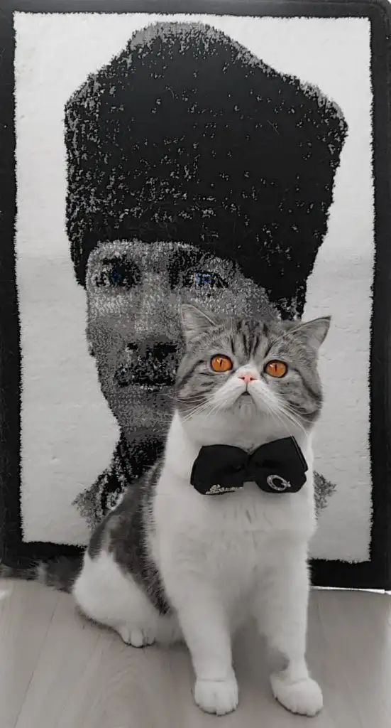 kedi bayrak (24).webp