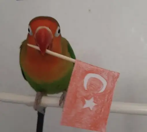 kedi bayrak (25).webp