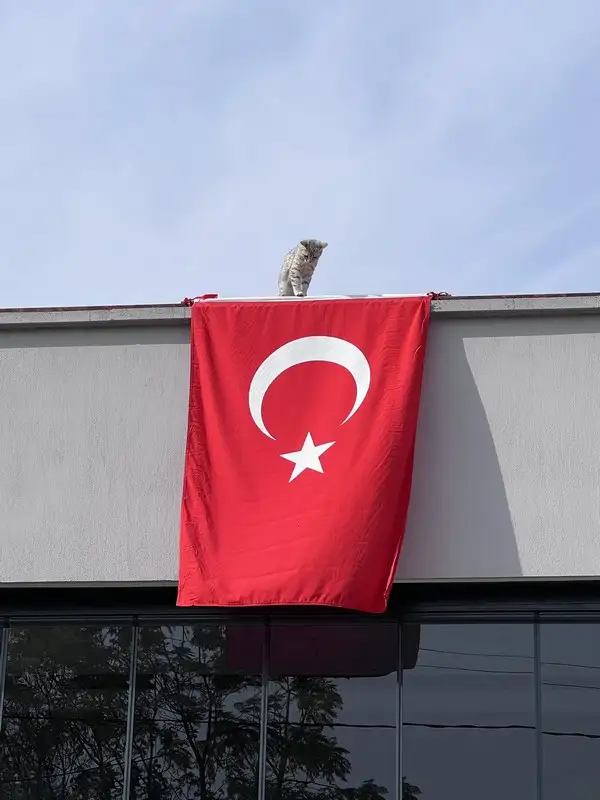 kedi bayrak (26).webp