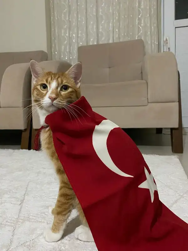 kedi bayrak (27).webp