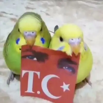 kedi bayrak (28).webp