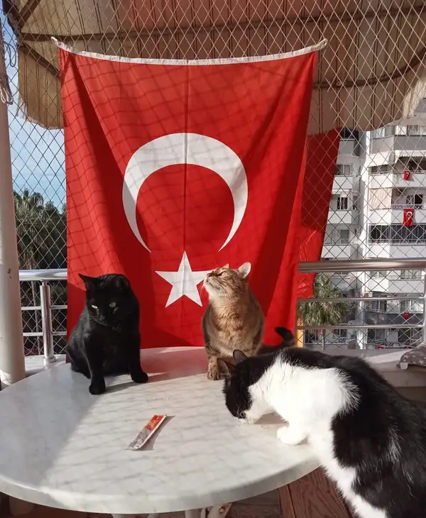 kedi bayrak (29).webp